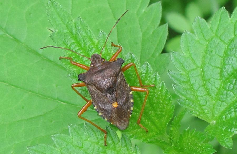 Pentatomidae: Pentatoma rufipes del Piemonte (BI)